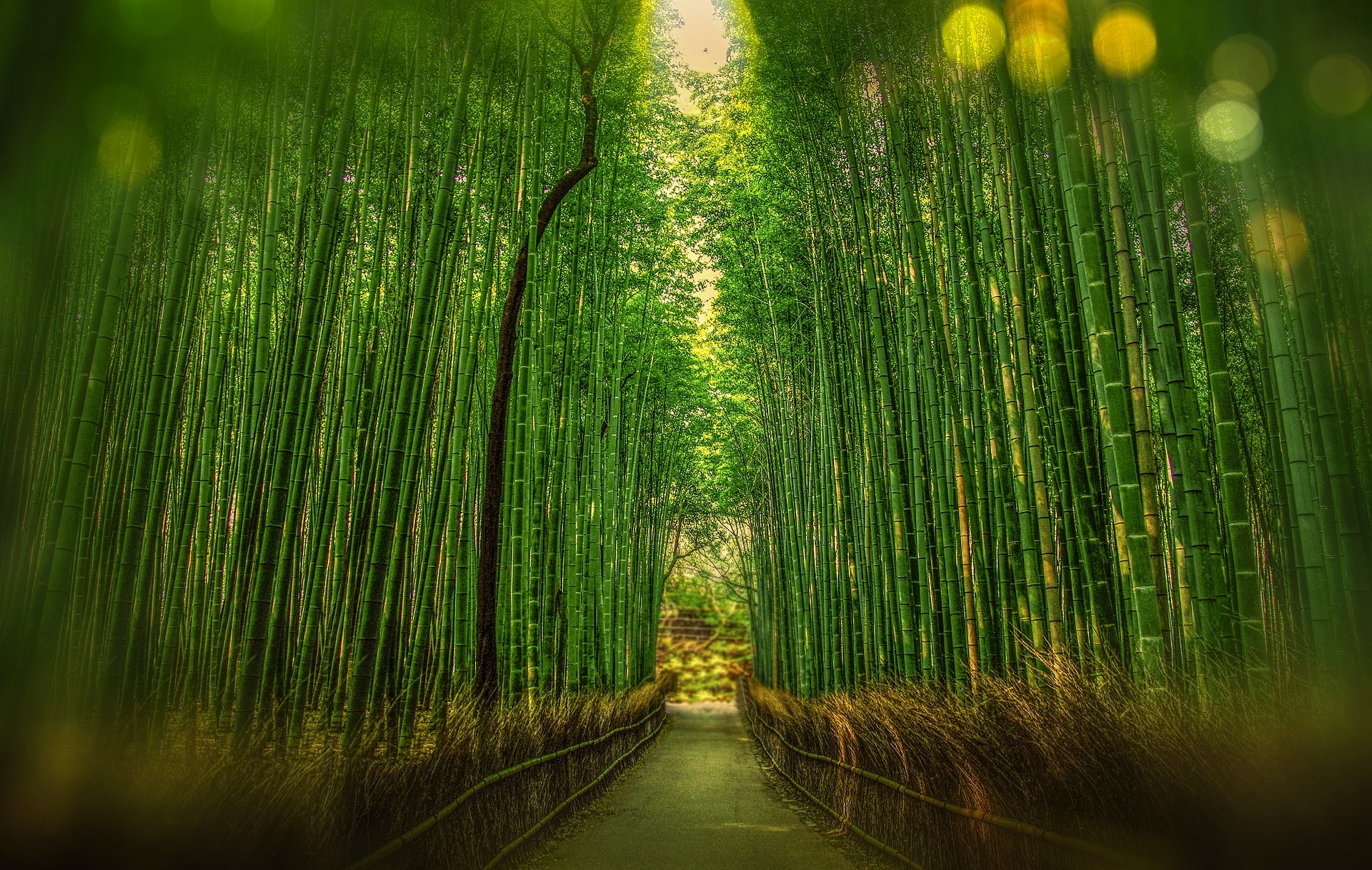 La fougère et le bambou 1