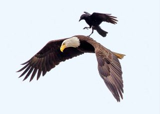 La leçon de l'aigle et du corbeau 26