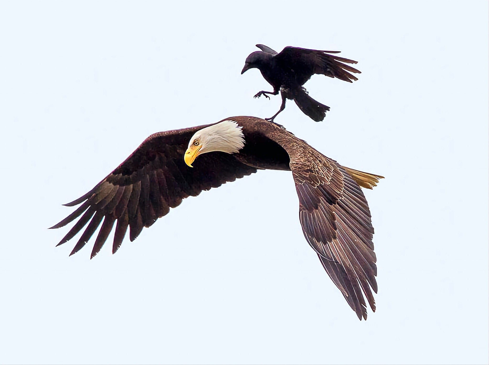 La leçon de l'aigle et du corbeau 1