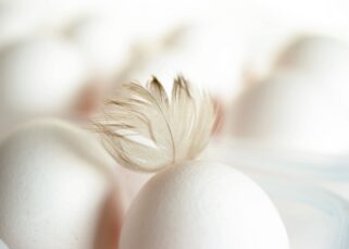 oeufs blancs dignité